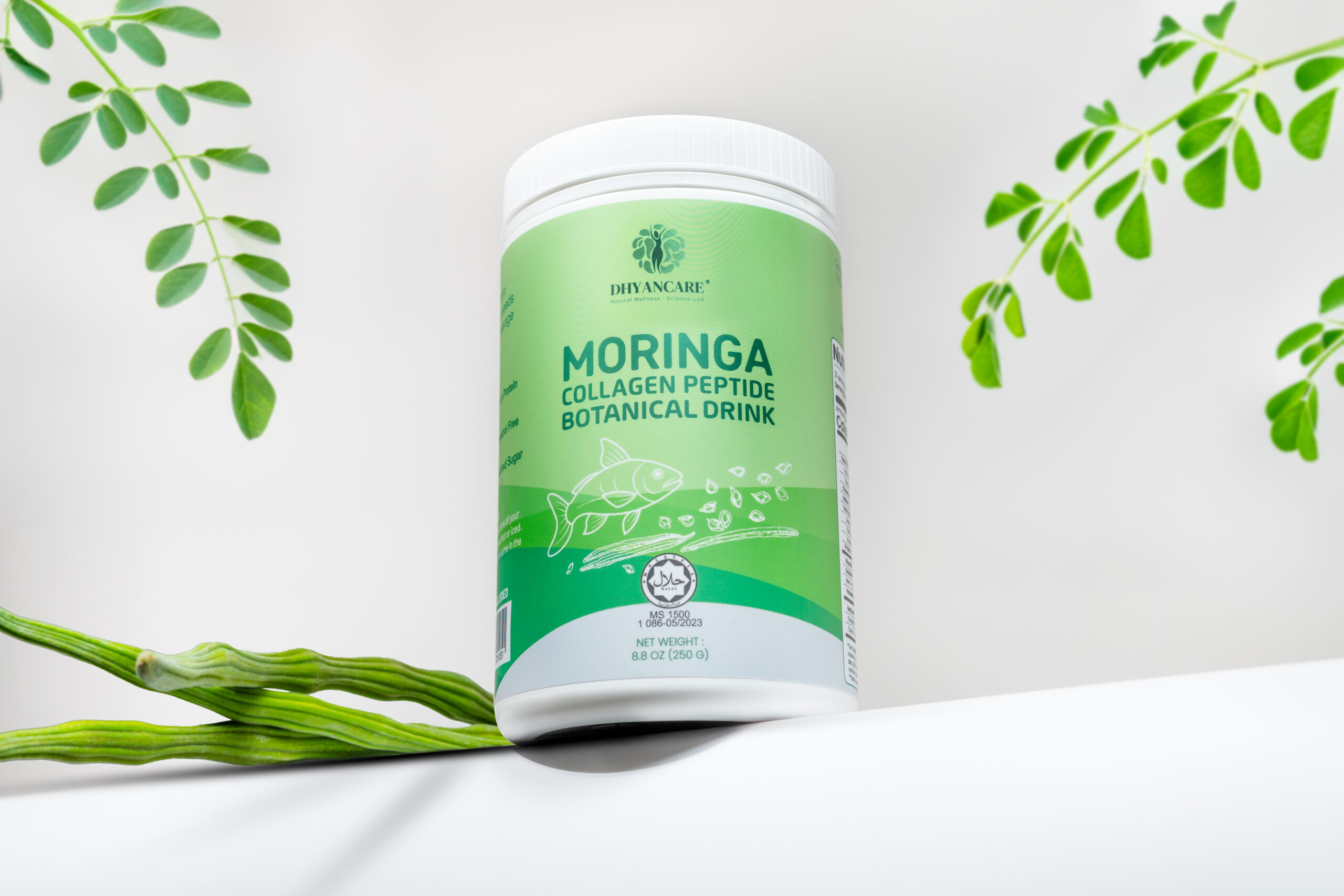 DPPP-2_moringa down to top view